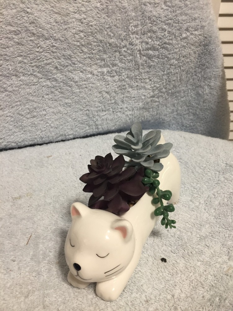 Kitty Cat Succulent White 6" X 3" New No Box