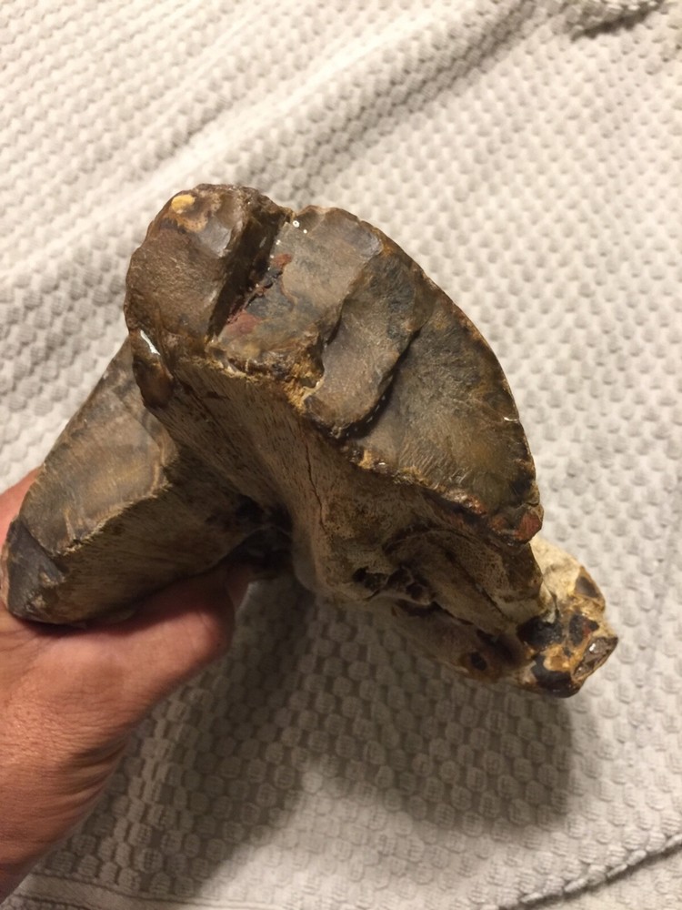 petrified wood log