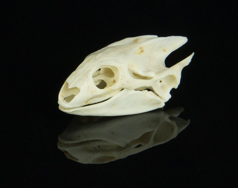 Real Turtle Skull Animal Skeleton Bone Specimen Educational Science Gift
