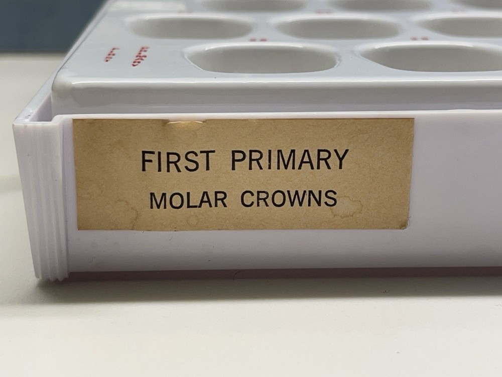 First Primary Molar Crowns by Rugby Labs