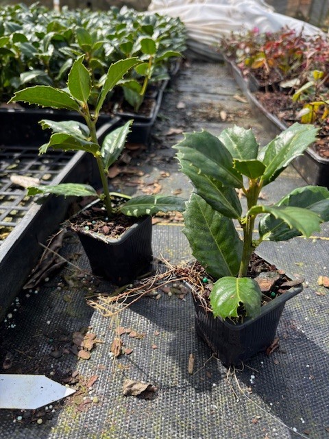 100- Emily Bruner Holly Liner