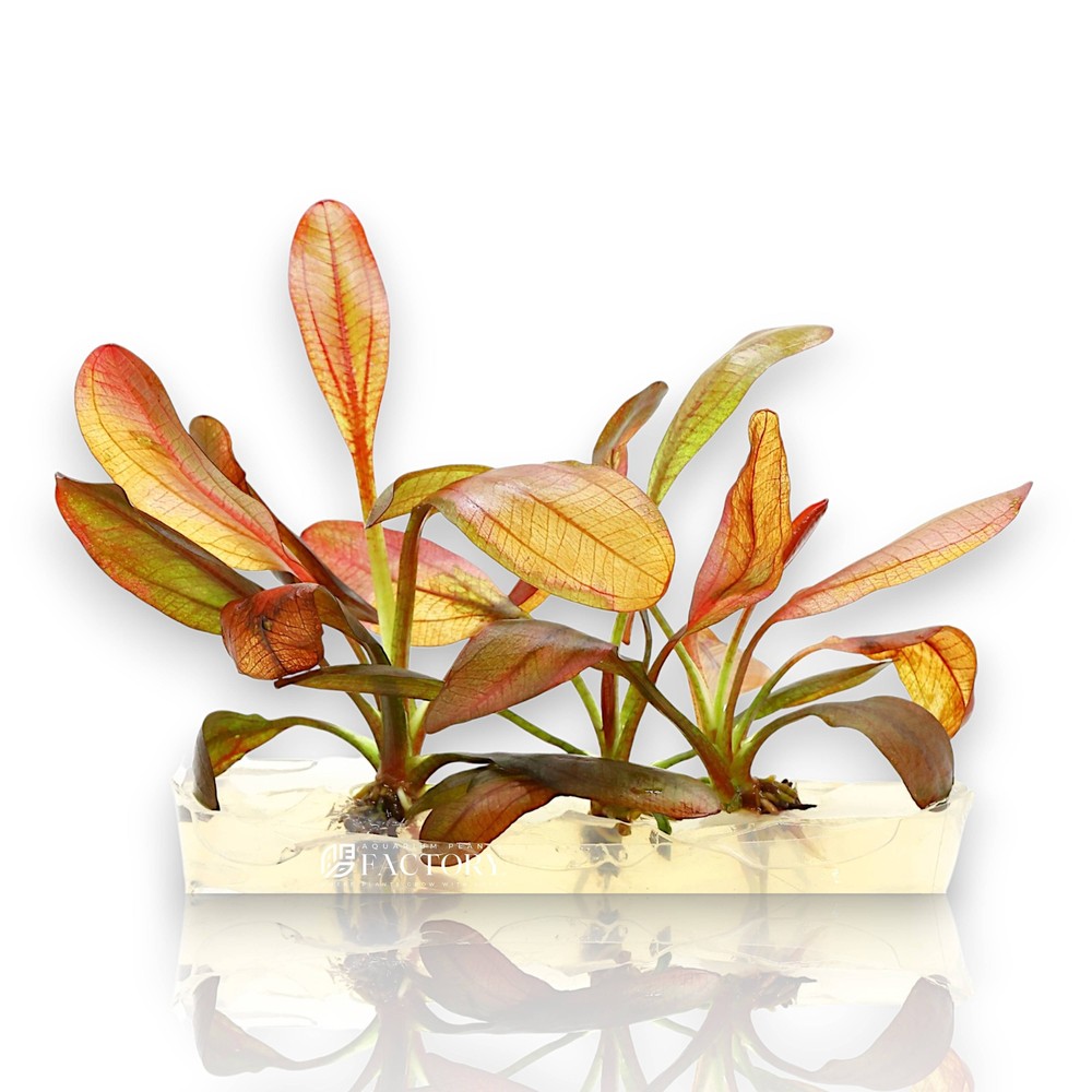 Echinodorus Rose Vitro Culture