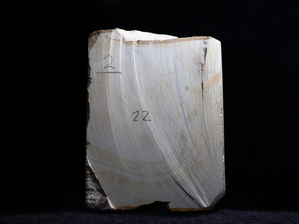 Unusual Leaf Fossil, Glendive, MT