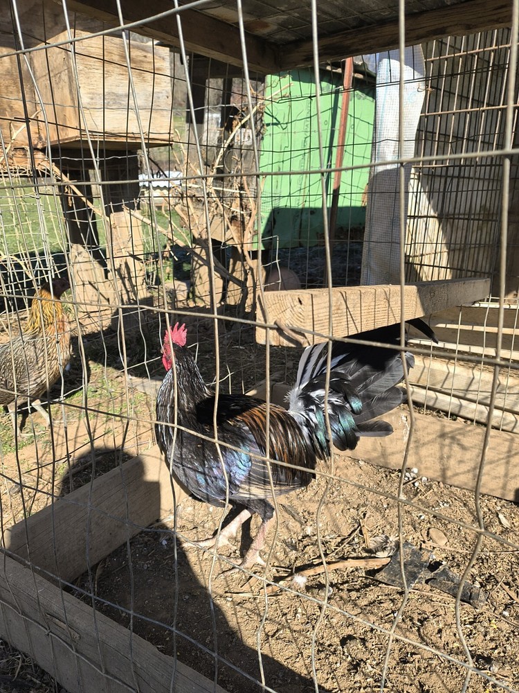 Brass Back Albany Pure