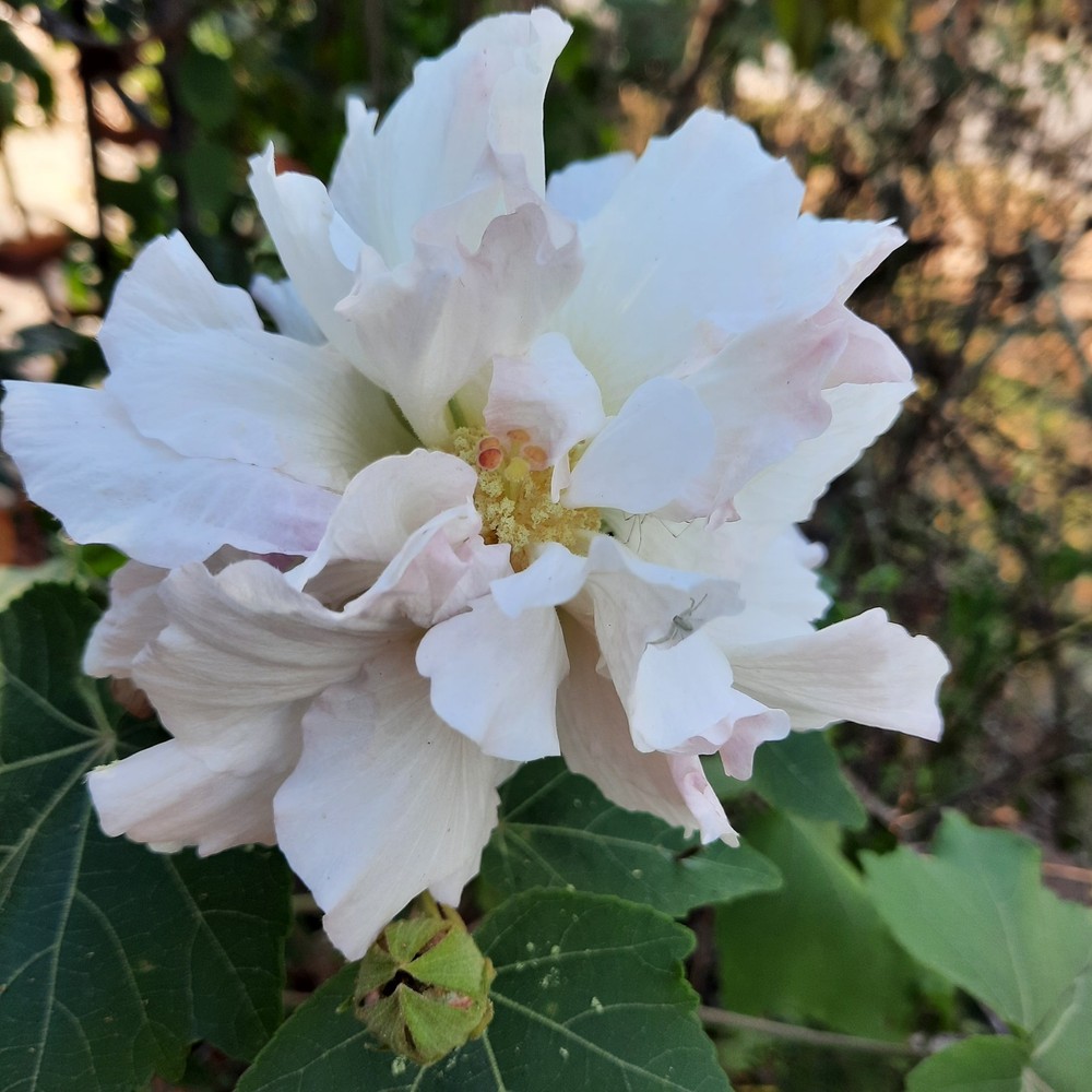 Double confederate Rose 5 Cuttings