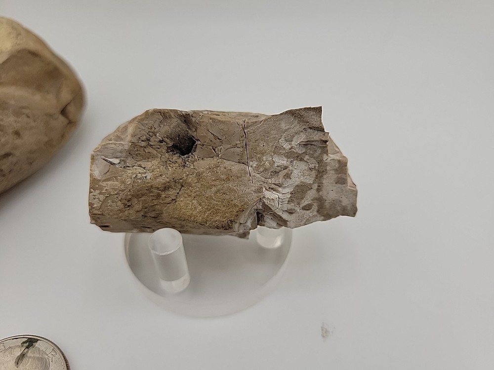 Egg Fossil Permineralized Compression Reptile Egg Fossil