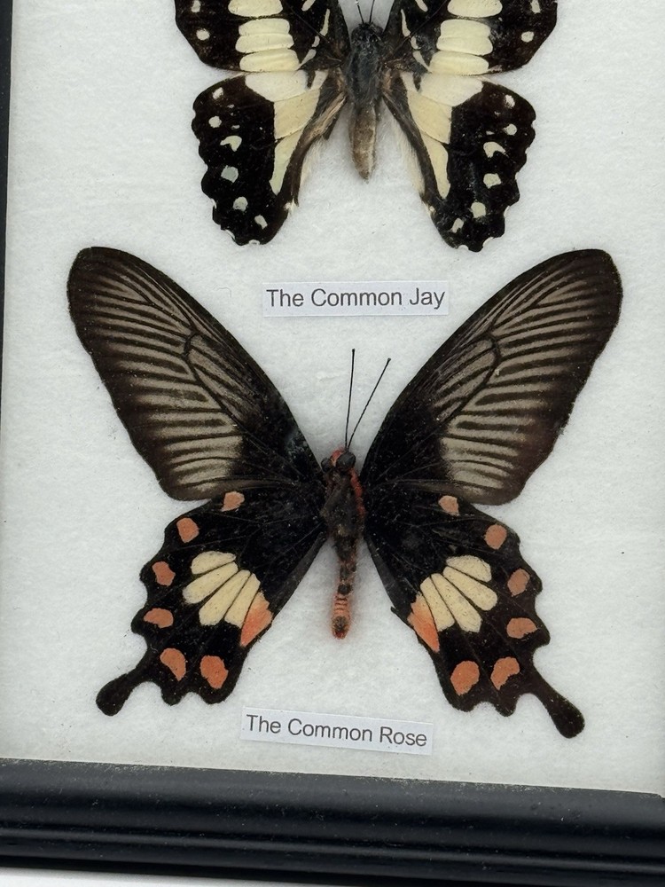 REAL LIFE: Framed Butterflies