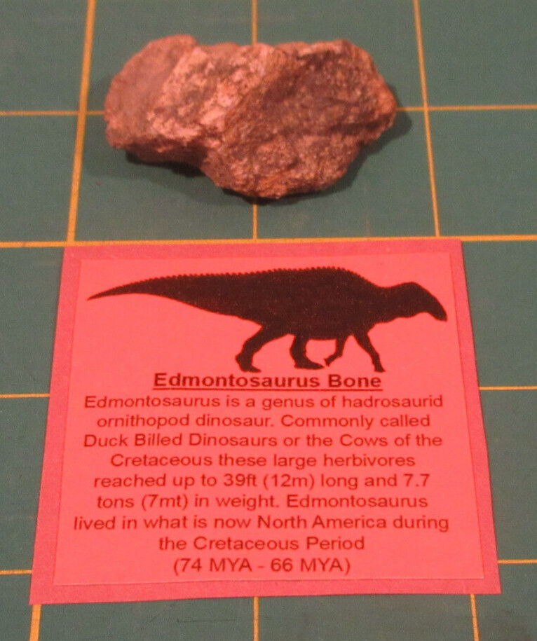 Edmontosaurus Bone Piece With Fossil Card Genuine Duck Billed Dinosaur Bone