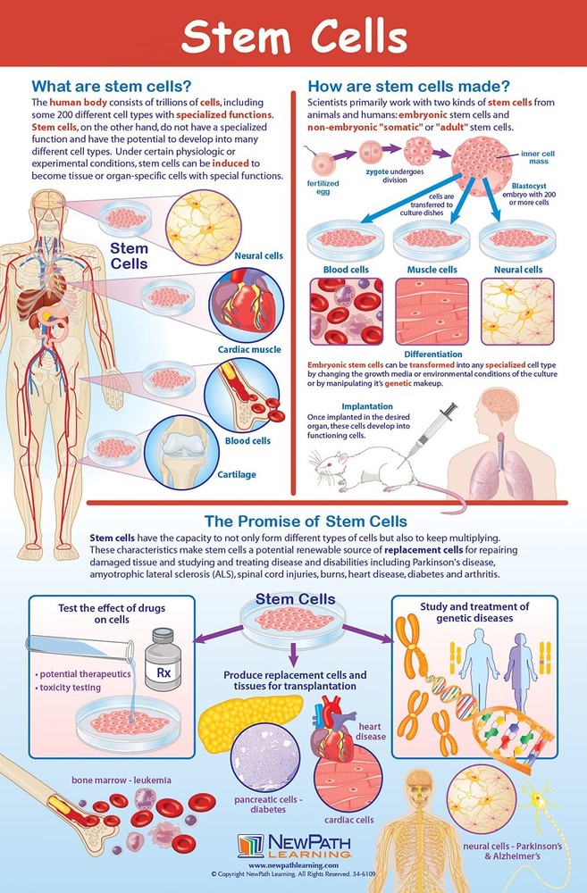 NewPath Learning Structure & Processes Posters, Set/4 (Cells, Osmosis/Diffusion,