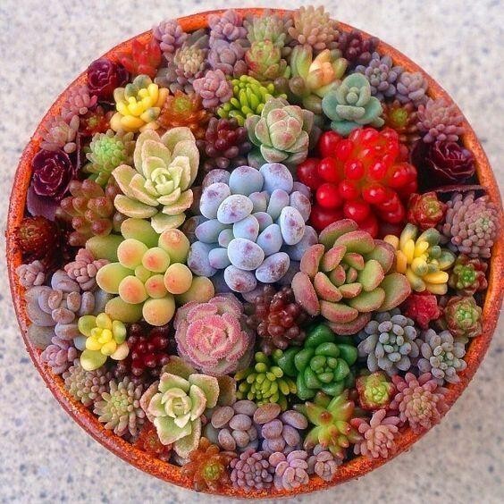 Mixed Mini Succulent Seeds, 100pcs/pack