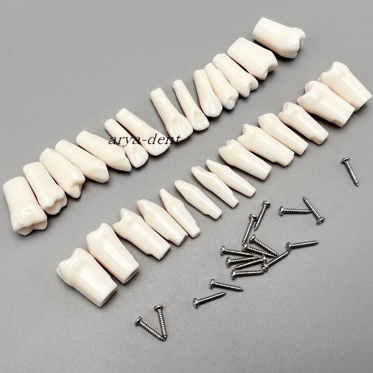 Dental Teeth Model Typodont Removable Screw-in Resin Practice Tooth Teaching