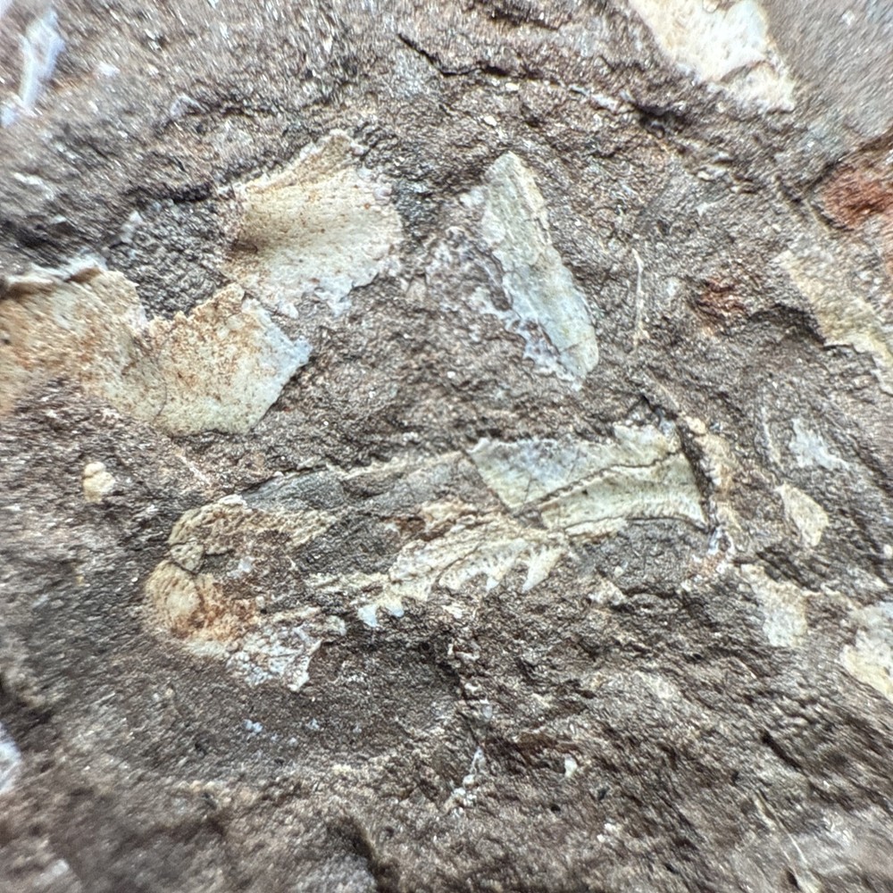 Fossil Placoderm/fish Pieces and scales