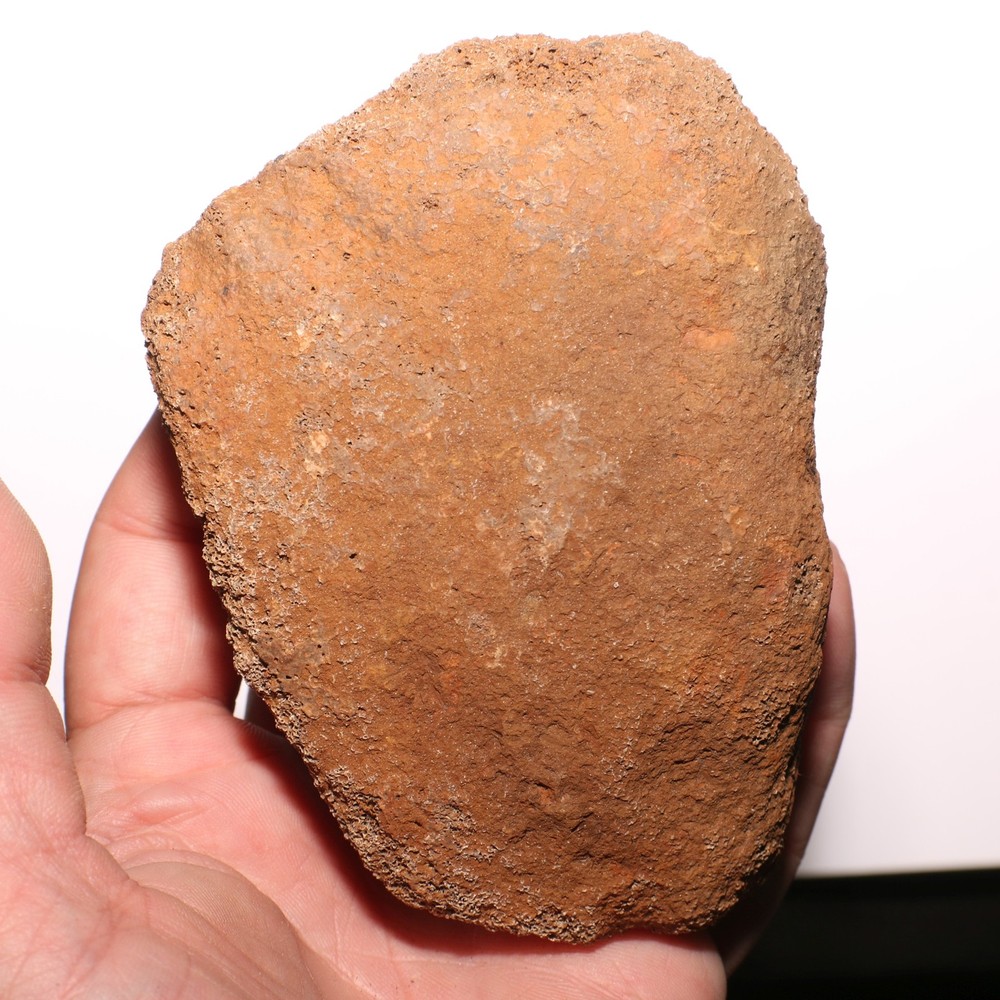 Agate Agatized Dinosaur End Bone Fossil - from Hell Creek Formation Cretaceous