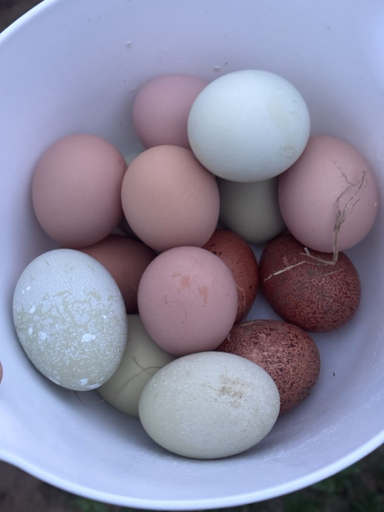 6+ Barnyard Mix Hatching