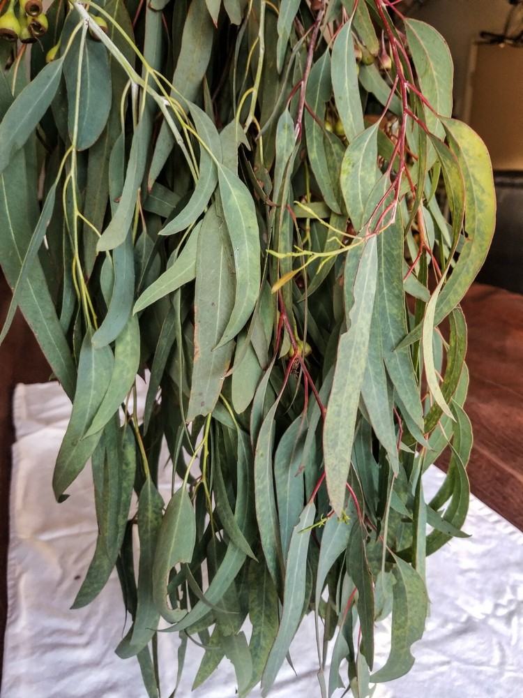 Organic Eucalyptus globulus fresh Leaves
