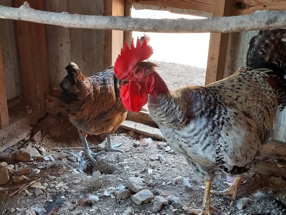 6 Assorted Purebred Chicken Fertile Hatching Eggs (Read Description)