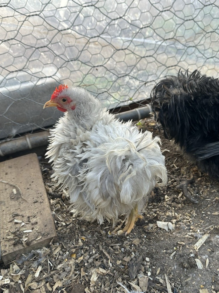 Bantam Cochin blue/black mottled Hatching Eggs