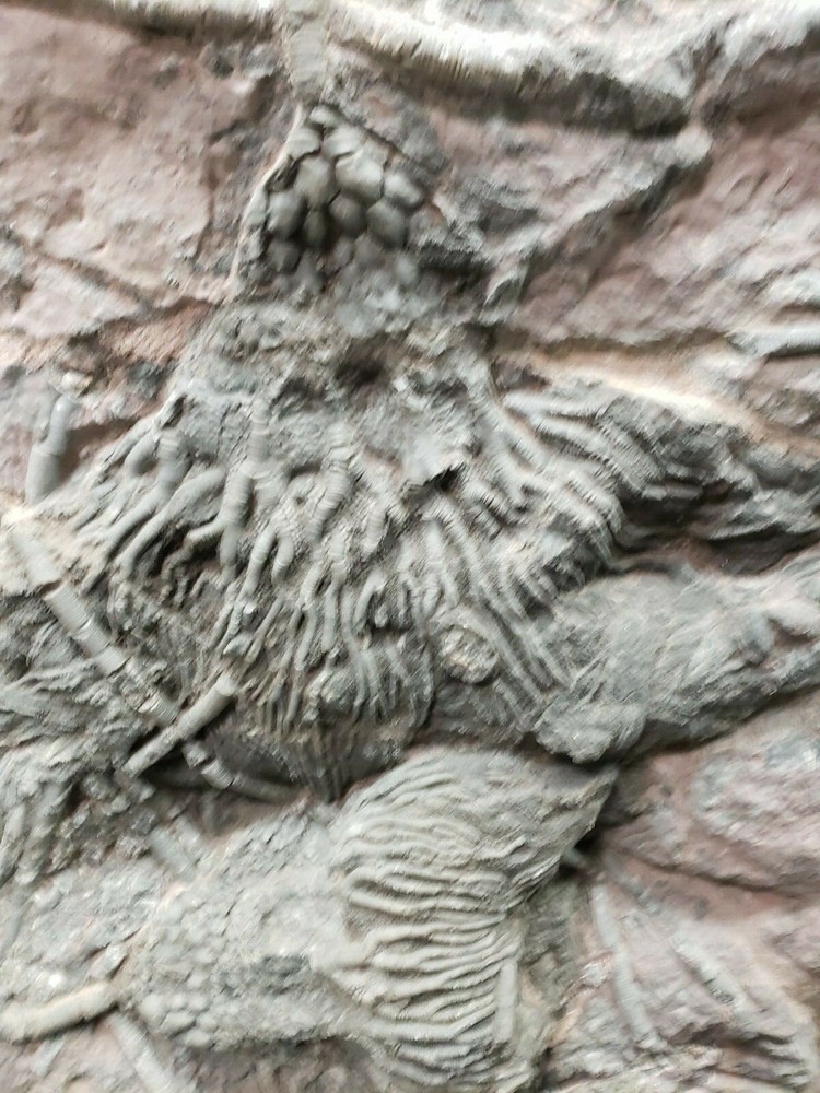 Scyphocrinus Crinoid Morocco Mortality Plate