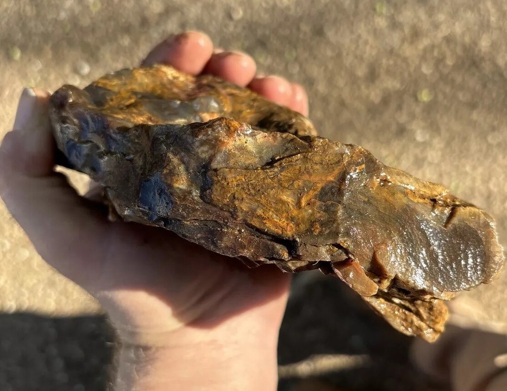 Silver Creek Junction Petrified Wood