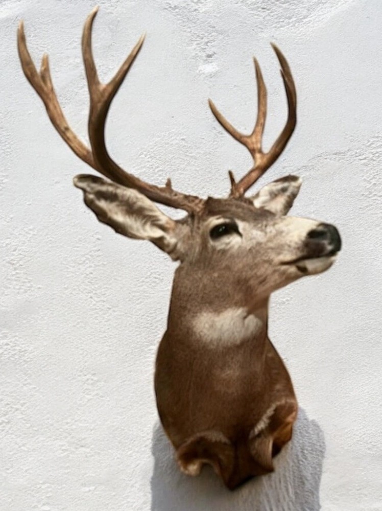 Taxidermy Shoulder Mount Mule Deer
