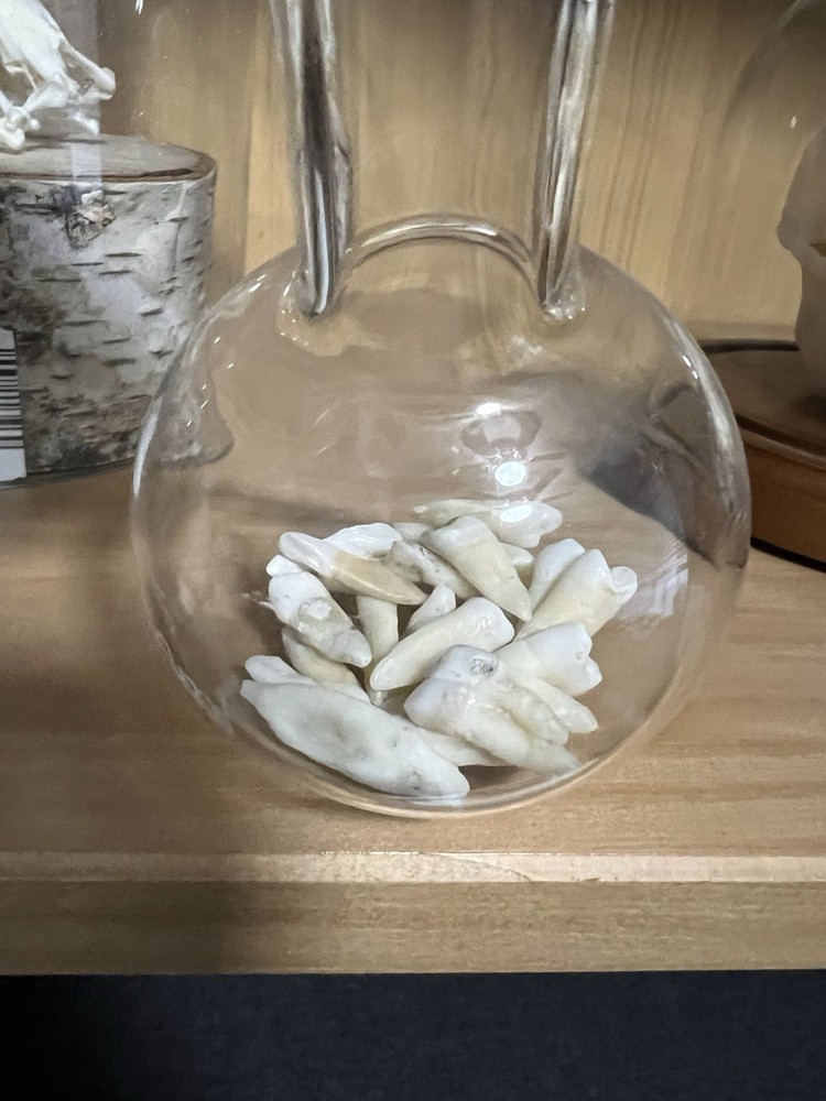 Curio Cabinet Bottle Of Teeth