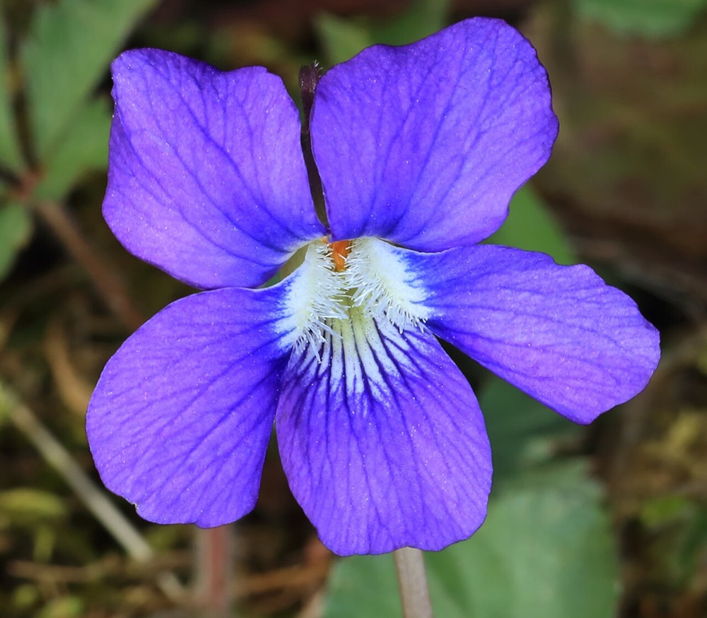 Viola rotundifolia (Blue Garden Violet) Bare-root/Bulbs