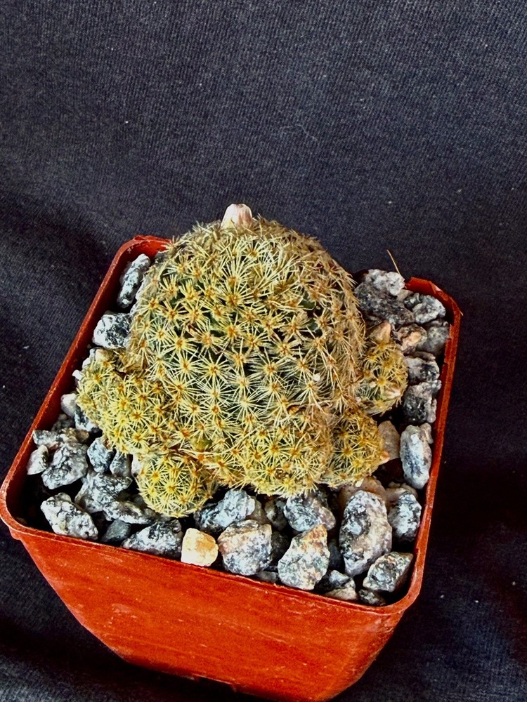 Mammillaria giselae, cactus plant