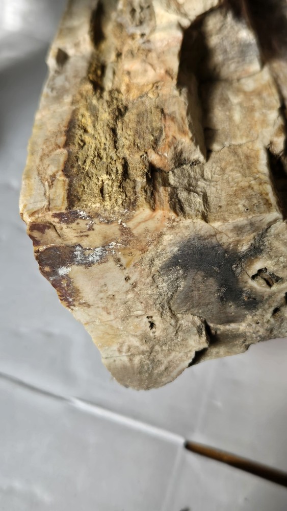 Petrified Wood
