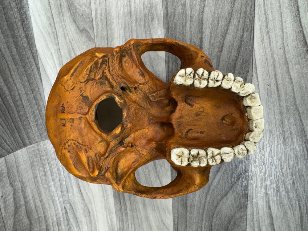 PREHISTORIC CERAMIC SKULLS LOT - NEANDERTHAL CRANIUM HEAD