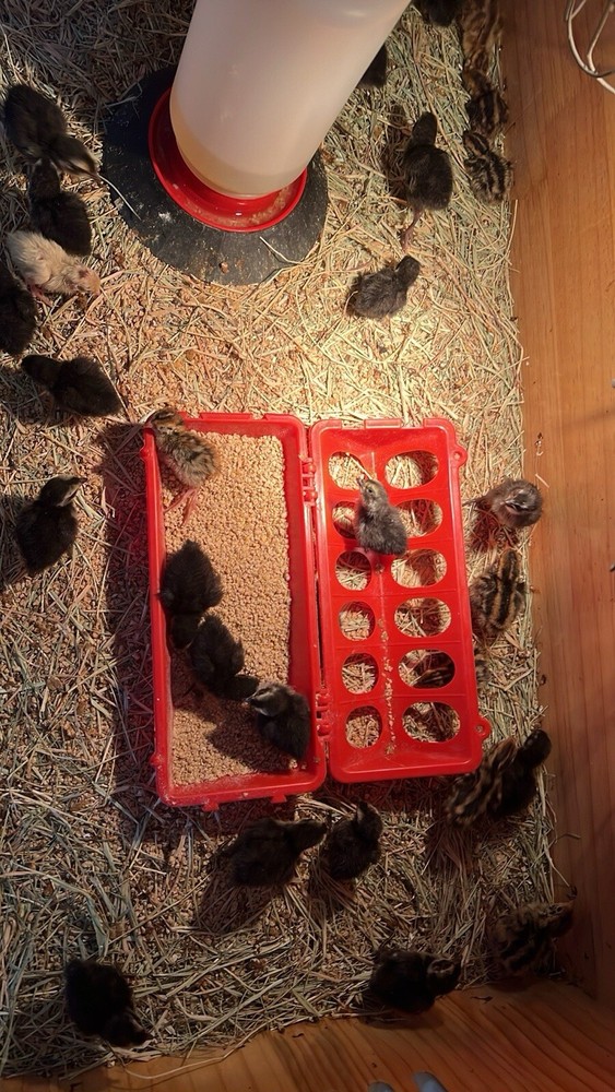 48 All Black Coturnix Quail Hatching Eggs