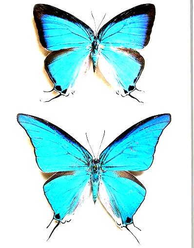 Pseudolycaena damo - FIVE ( 5 ) RARE SPECIMENS, A1/A1- Unspread, Belize
