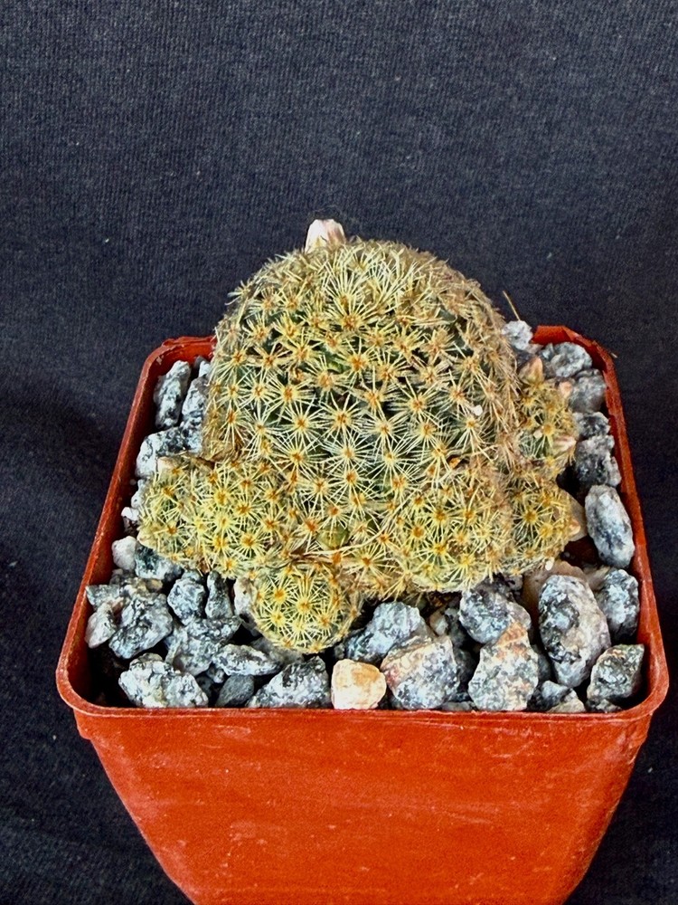 Mammillaria giselae, cactus plant