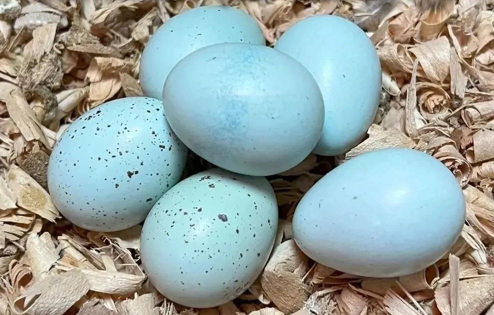 True Blue Celadon Coturnix Quail Hatching Eggs | Blue Egg Layer | Fertile