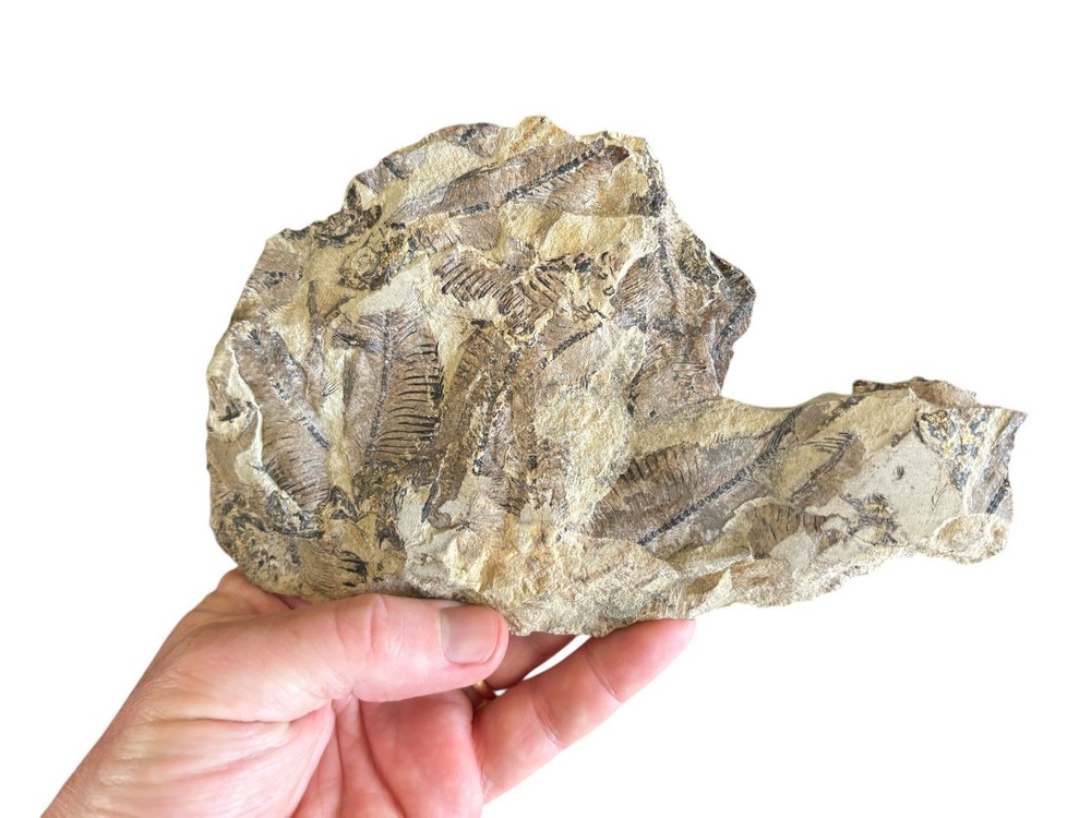 Fish Mass Mortality Fossil Plate