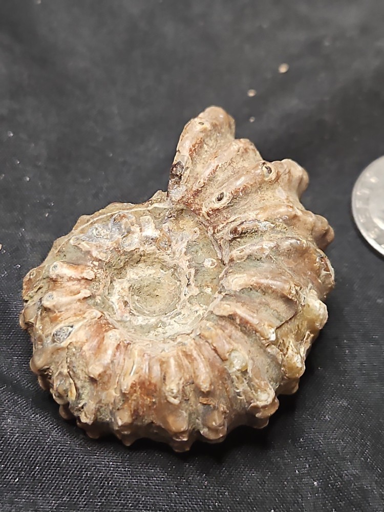 Fossilized Shell Ammonite W/ Spikes Naturally Formed (57 grams)