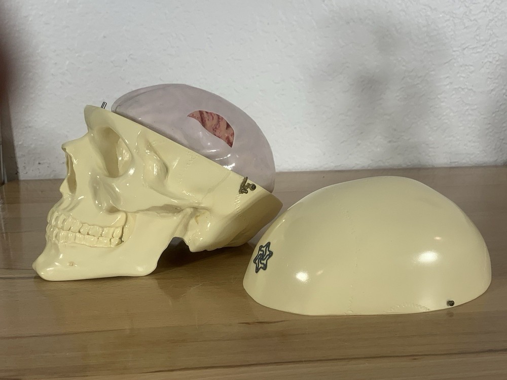 Anatomically Correct Life Size Skull Removable Cranium & Brain Teaching Aid