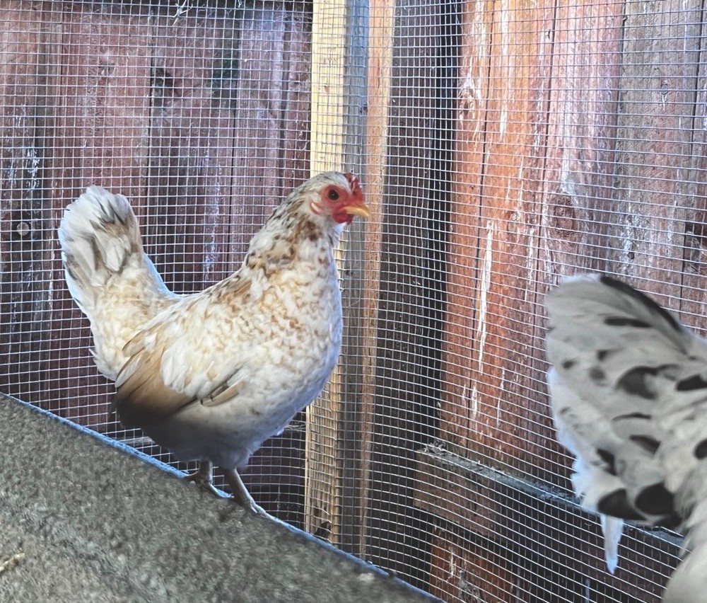 6+ Serama Teacup Chicken Hatching Eggs