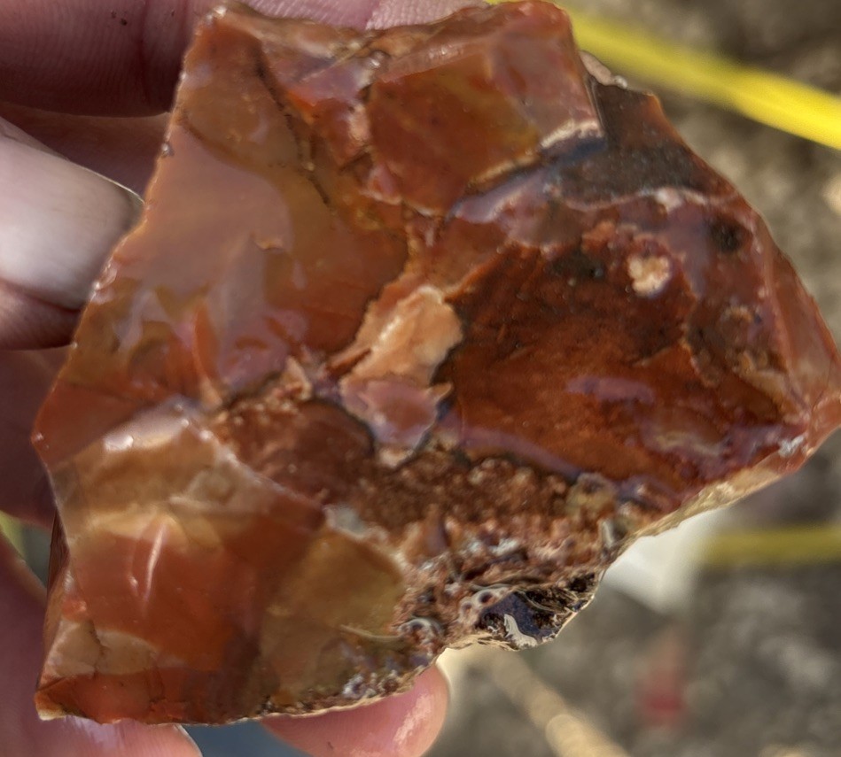 Colorful petrified wood