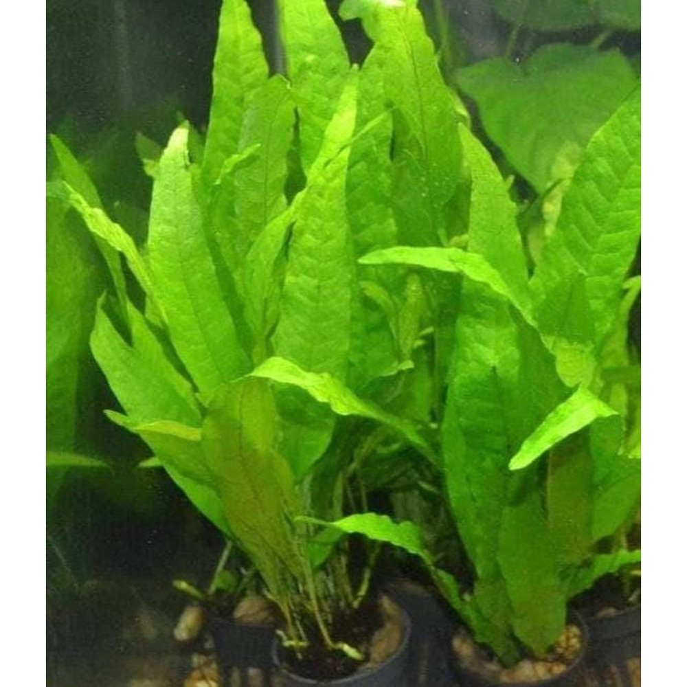 Amazon Sword & Java Fern Live Aquarium Plants | Freshwater Plants