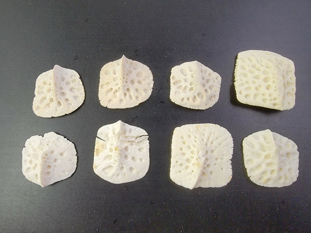 Gator ALLIGATOR BACK SCUTE bone bones BONY skutes croc weird OSTEODERMS CLEAN