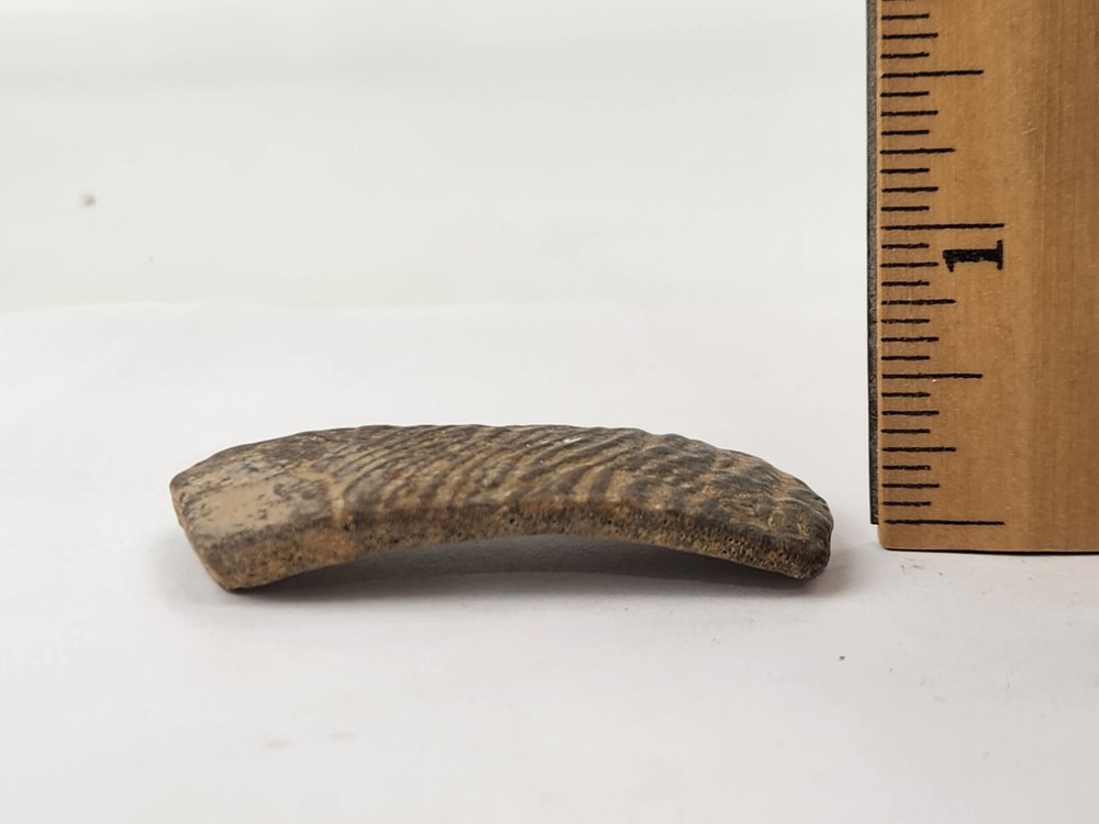 Cretaceous Turtle Shell Fossil - TX