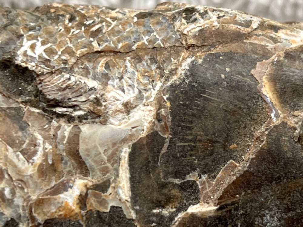 fossil fish very nice details 