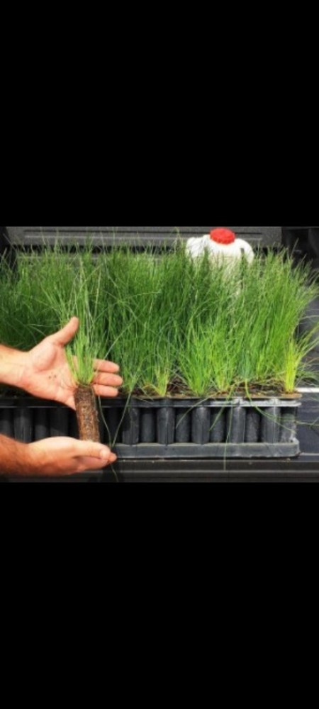 50 Containerized Longleaf Pine Seedlings (NOT BARE ROOT)