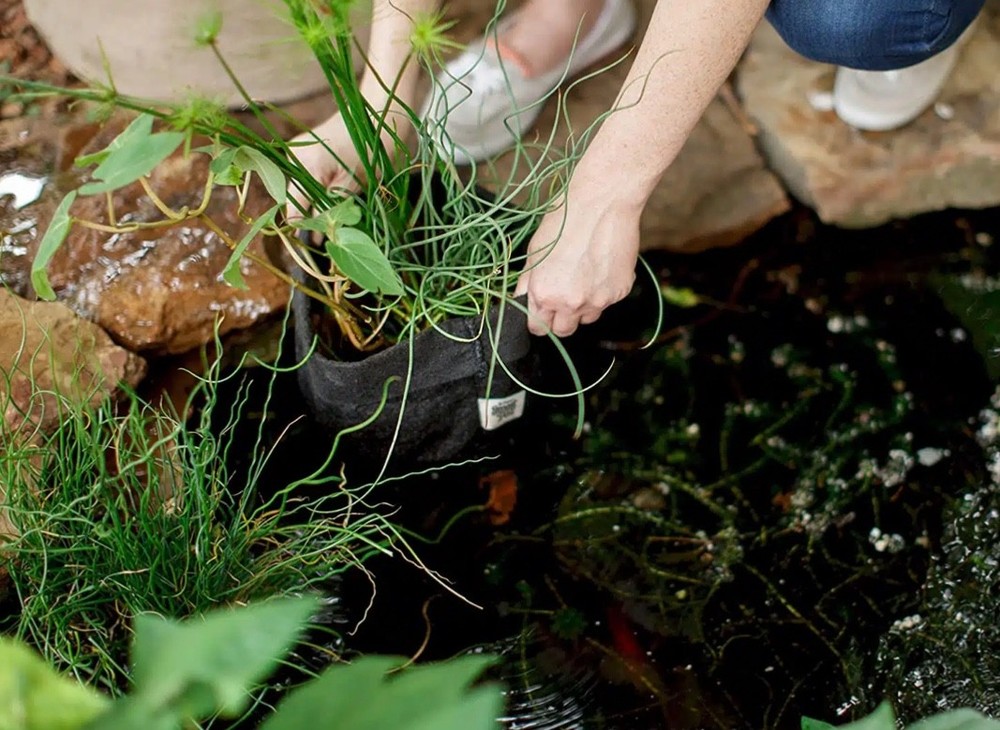 Smart Pot Pond-Pots #2 (2 gallon)