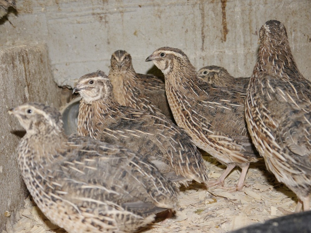 55+ Jumbo Brown/ JM Pharaohs Quail Hatching eggs