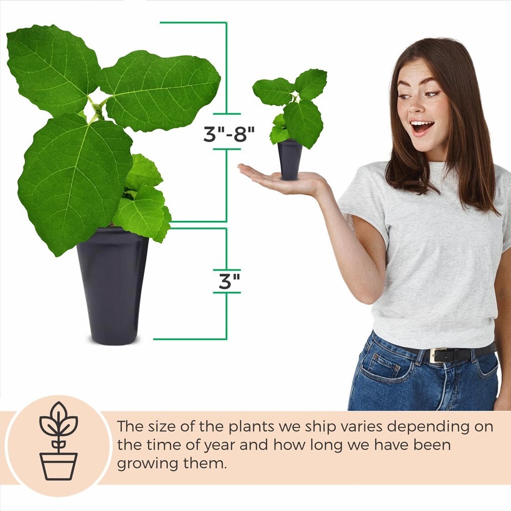 Fig Tree. Set of 4 starter plants.