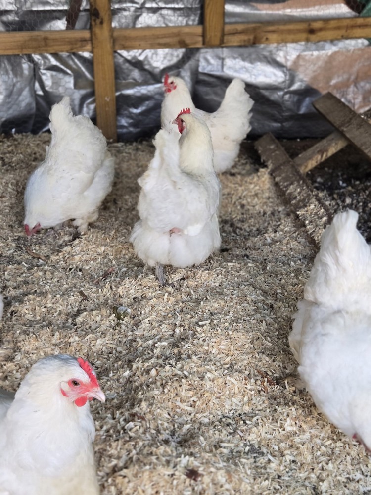 White Langshan Hatching Eggs 12 Plus 2 Extra