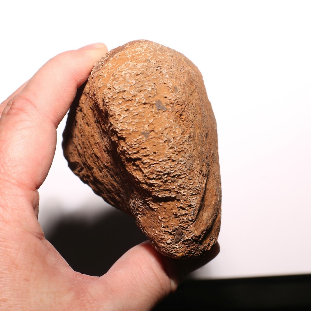 Agate Agatized Dinosaur End Bone Fossil - from Hell Creek Formation Cretaceous