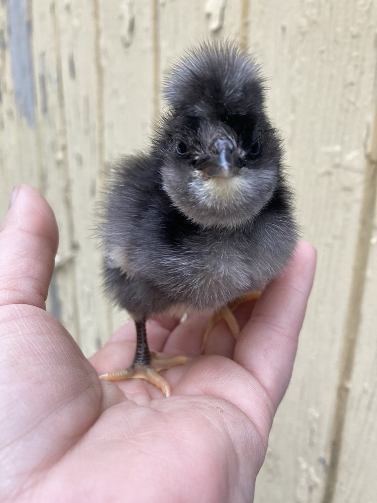 6+ Crevecoeur Hatching Eggs