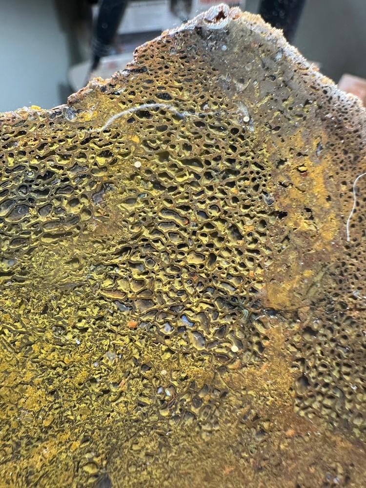 Dinosaur bone rough **hxtled end cut.